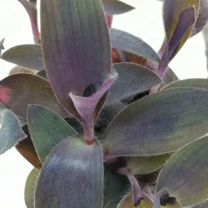 Purple Wandering Jew Live Plant - Tradescantia Purple Heart 4