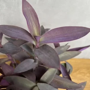 Purple Wandering Jew Live Plant - Tradescantia Purple Heart 4