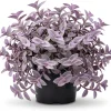 Purple Wandering Jew Live Plant - Tradescantia Purple Heart 4" Pot, Ground Cover - Image 1