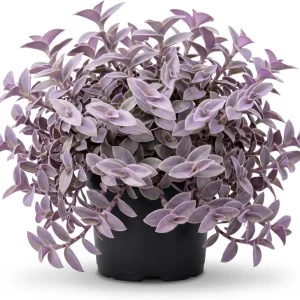 Purple Wandering Jew Live Plant - Tradescantia Purple Heart 4