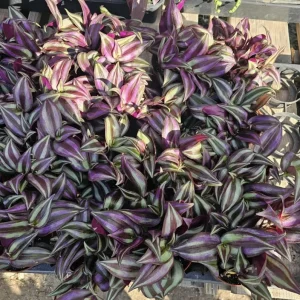 Purple Wandering Jew Plant – Tradescantia Live Plant – Variegated – 2