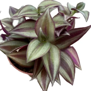 Purple Wandering Jew Plant – Tradescantia Live Plant – Variegated – 2