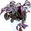 Purple Wandering Jew Plant – Tradescantia Live Plant – Variegated – 2" Pot – Indoor/Outdoor - Image 1