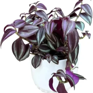 Purple Wandering Jew Plant – Tradescantia Live Plant – Variegated – 2