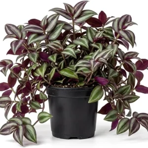 Purple Wandering Jew Plant - Tradescantia Variegated Live Plant 4