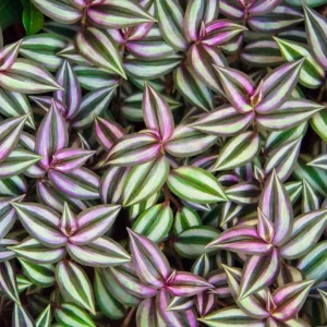 Purple Wandering Jew Plant - Tradescantia Variegated Live Plant 4