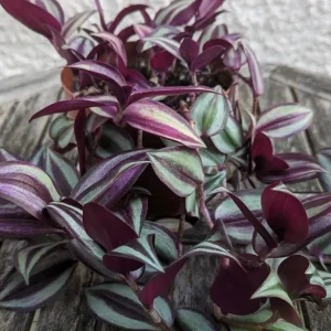 Purple Wandering Jew Plant - Tradescantia Variegated Live Plant 4