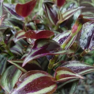 Purple Wandering Jew Plant - Tradescantia Variegated Live Plant 4