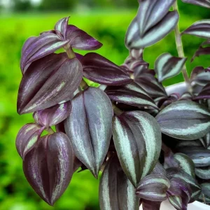 Purple Wandering Jew Plant - Tradescantia Variegated Live Plant 4