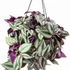Purple Wandering Jew Plant - Tradescantia Variegated Live Plant 4" Pot - Image 1