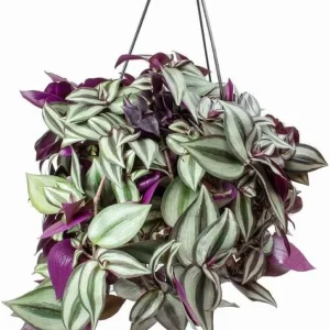 Purple Wandering Jew Plant - Tradescantia Variegated Live Plant 4