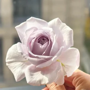 Qian Chong Lan Rose Live Plant - Blue-Purple Floribunda Shrub, 60-90 cm Tall, Outdoor - Image 2