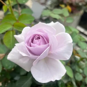 Qian Chong Lan Rose Live Plant - Blue-Purple Floribunda Shrub, 60-90 cm Tall, Outdoor - Image 1
