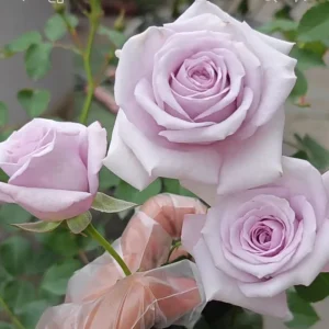 Qian Chong Lan Rose Live Plant - Blue-Purple Floribunda Shrub, 60-90 cm Tall, Outdoor - Image 3