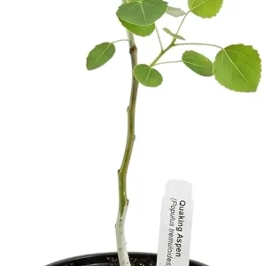 Quaking Aspen Tree Live Plant – 6-8