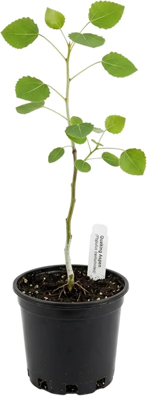 Quaking Aspen Tree Live Plant – 6-8" Tall in 4" Pot – Yellow Fall Foliage – Outdoor - Image 2