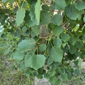 Quaking Aspen Tree Live Plant – 6-8