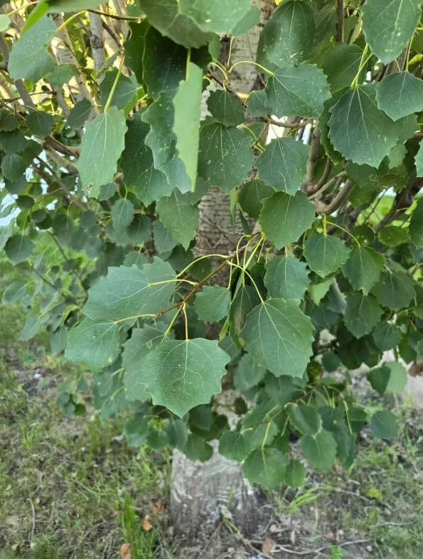 Quaking Aspen Tree Live Plant – 6-8" Tall in 4" Pot – Yellow Fall Foliage – Outdoor - Image 3
