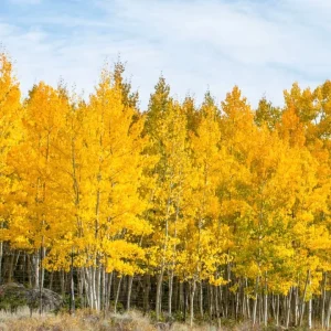 Quaking Aspen Tree Live Plant – 6-8