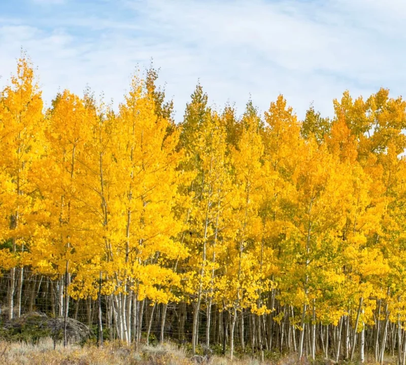 Quaking Aspen Tree Live Plant – 6-8" Tall in 4" Pot – Yellow Fall Foliage – Outdoor - Image 4