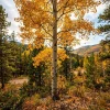 Quaking Aspen Tree Live Plant – 6-8" Tall in 4" Pot – Yellow Fall Foliage – Outdoor - Image 1