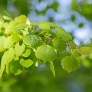 Quaking Aspen Tree Live Plant – 6-8