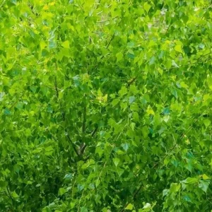 Quaking Aspen Tree Live Plant – 6-8
