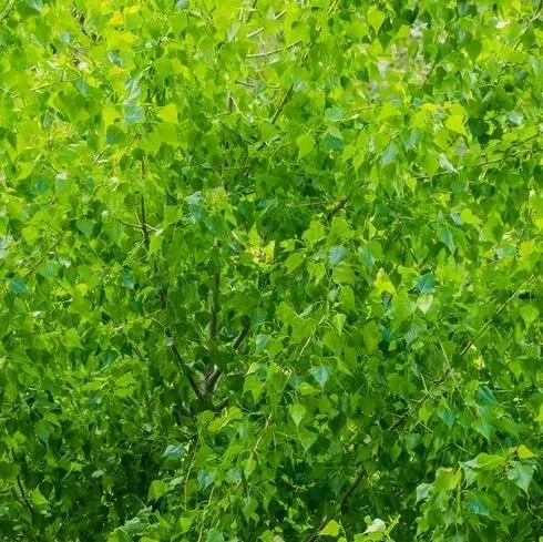 Quaking Aspen Tree Live Plant – 6-8" Tall in 4" Pot – Yellow Fall Foliage – Outdoor - Image 7