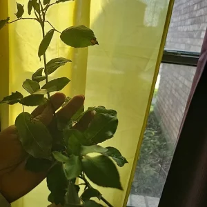 Queen of Elegance Rose Cuttings - Pink Roses (4 pcs), 10 Inch, Live Plant - Image 3