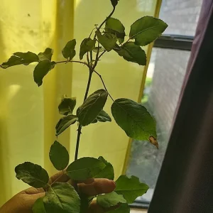 Queen of Elegance Rose Cuttings - Pink Roses (4 pcs), 10 Inch, Live Plant - Image 4