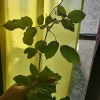 Queen of Elegance Rose Cuttings - Pink Roses (4 pcs), 10 Inch, Live Plant - Image 1