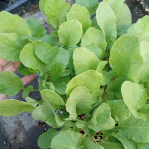 Radish Live Plants - Set of 6, 3-Inch Potted Vegetable Plant - Image 1