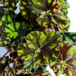 Rare Bicolor Rex Begonia Live Plant Green Yellow Foliage 4