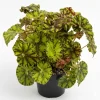 Rare Bicolor Rex Begonia Live Plant Green Yellow Foliage 4" Pot Indoor - Image 1