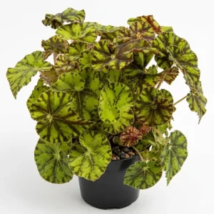 Rare Bicolor Rex Begonia Live Plant Green Yellow Foliage 4