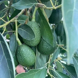 Rare Cold Hardy Black Avocado 'Brazos Belle' Seeds - 2 Pack - Image 2