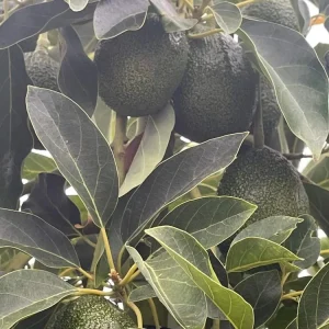Rare Cold Hardy Black Avocado 'Brazos Belle' Seeds - 2 Pack - Image 3
