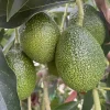 Rare Cold Hardy Black Avocado 'Brazos Belle' Seeds - 2 Pack - Image 1