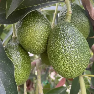 Rare Cold Hardy Black Avocado 'Brazos Belle' Seeds - 2 Pack - Image 1