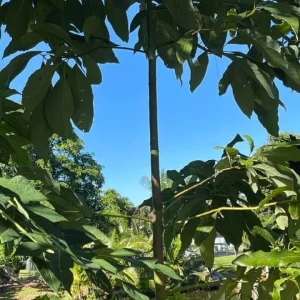 Rare Cold Hardy Black Avocado 'Brazos Belle' Seeds - 2 Pack - Image 4