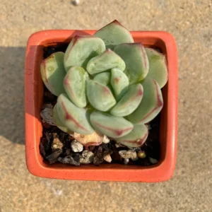 Rare Echeveria Pudgy Succulent Live Plant - 1.0-2.0 inch, Potted - Image 1