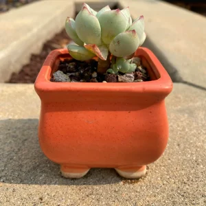 Rare Echeveria Pudgy Succulent Live Plant - 1.0-2.0 inch, Potted - Image 2