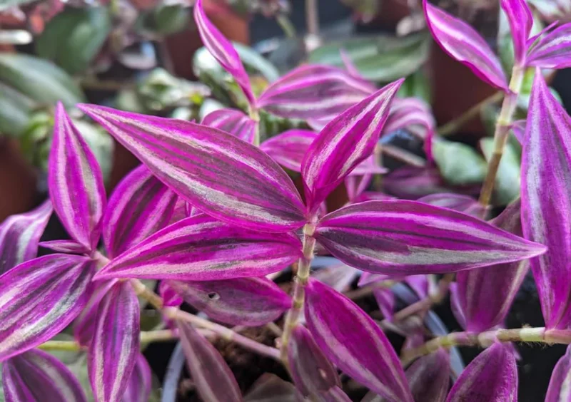 Rare Pink Wandering Jew Live Plant, Tradescantia Bicolor Outdoor Ground Cover Vibrant Variegated Wandering Jew Plant 2" Pot - Image 2