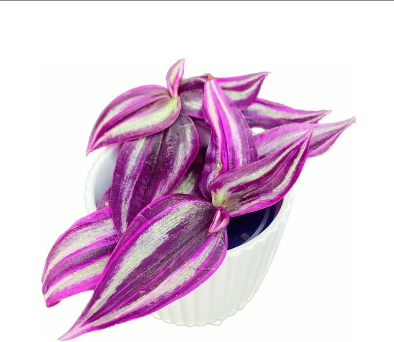 Rare Pink Wandering Jew Live Plant, Tradescantia Bicolor Outdoor Ground Cover Vibrant Variegated Wandering Jew Plant 2" Pot - Image 3