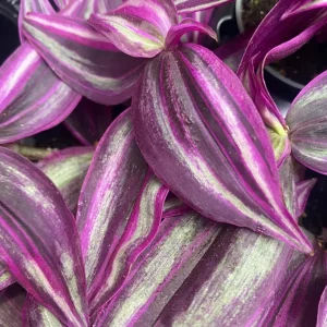 Rare Pink Wandering Jew Live Plant, Tradescantia Bicolor Outdoor Ground Cover Vibrant Variegated Wandering Jew Plant 2
