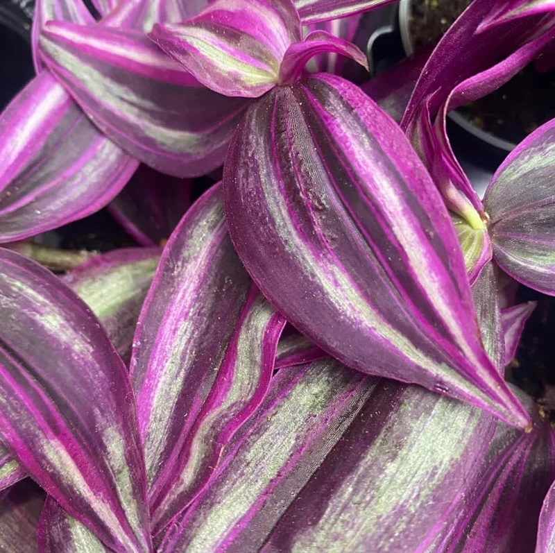 Rare Pink Wandering Jew Live Plant, Tradescantia Bicolor Outdoor Ground Cover Vibrant Variegated Wandering Jew Plant 2" Pot - Image 4