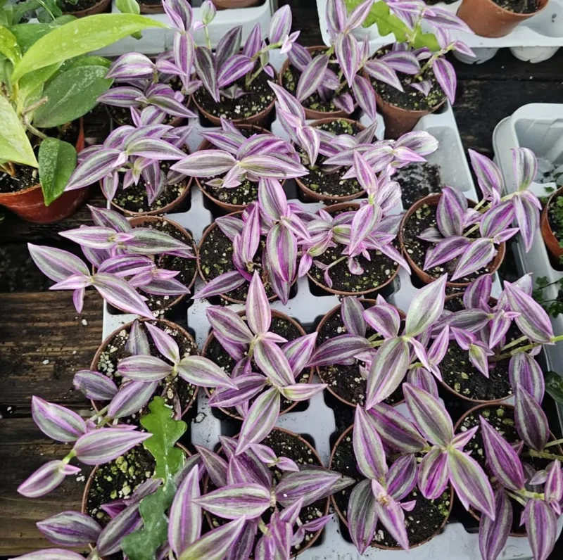 Rare Pink Wandering Jew Live Plant, Tradescantia Bicolor Outdoor Ground Cover Vibrant Variegated Wandering Jew Plant 2" Pot - Image 5