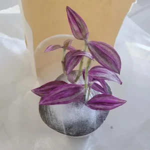Rare Pink Wandering Jew Live Plant, Tradescantia Bicolor Outdoor Ground Cover Vibrant Variegated Wandering Jew Plant 2