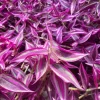 Rare Pink Wandering Jew Live Plant, Tradescantia Bicolor Outdoor Ground Cover Vibrant Variegated Wandering Jew Plant 2" Pot - Image 1