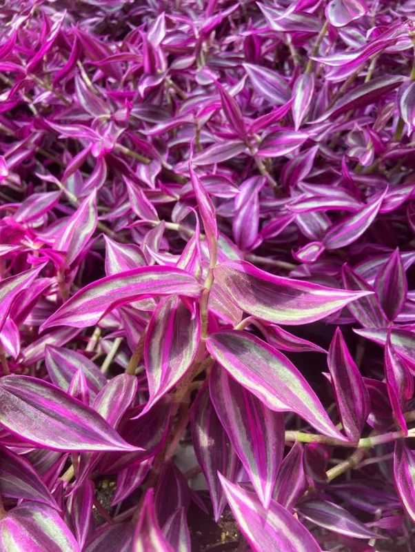 Rare Pink Wandering Jew Live Plant, Tradescantia Bicolor Outdoor Ground Cover Vibrant Variegated Wandering Jew Plant 2" Pot - Image 1